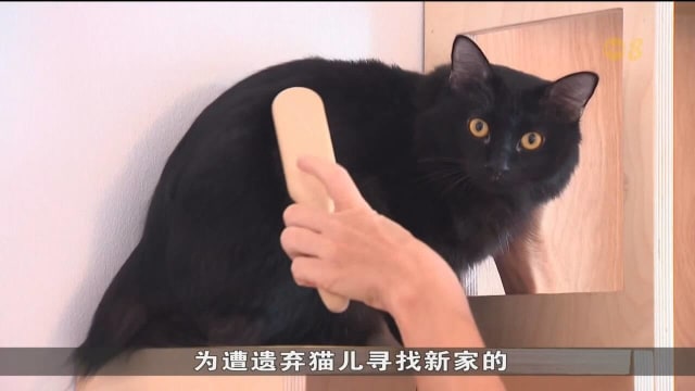 受访动物福利组织：养猫成本上升 或导致弃养个案增加