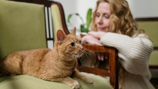 瑞典立法强制猫奴：没空陪猫，小心坐牢！