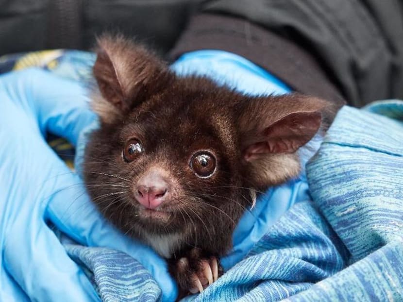 Don't feel hungry when it’s hot? Some animals in Australia are starving as climate change drives up temperatures