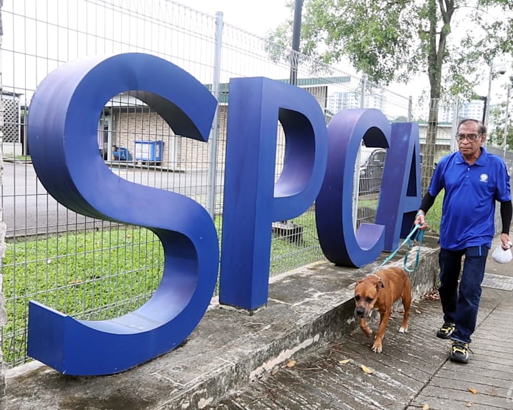 Love them, but not too much: SPCA's longest-serving employee on coping with the ups and downs of handling animals for 46 years