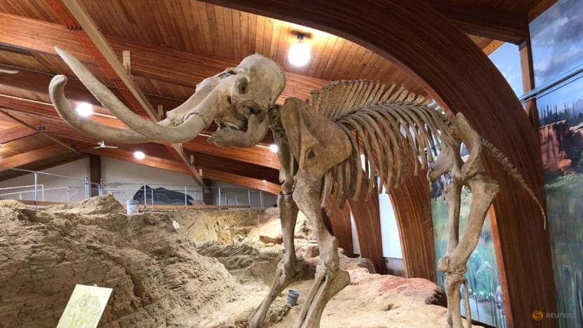 Mammoths topped the menu for North American Ice Age people Mammoths topped the menu for North American Ice Age people