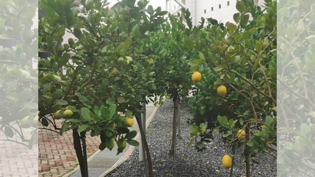 以柠檬入诗：探索南洋植物的文学意象