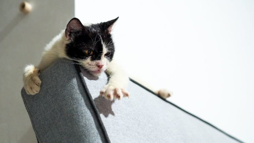 Bahan lazim dalam rumah yang bahaya untuk kucing anda