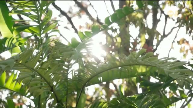 本地近年兴起森林浴 参与者通过沉浸自然放松身心