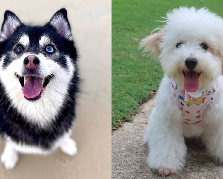 Smaller, 'cuter' dogs gain popularity in Singapore despite potential health risks