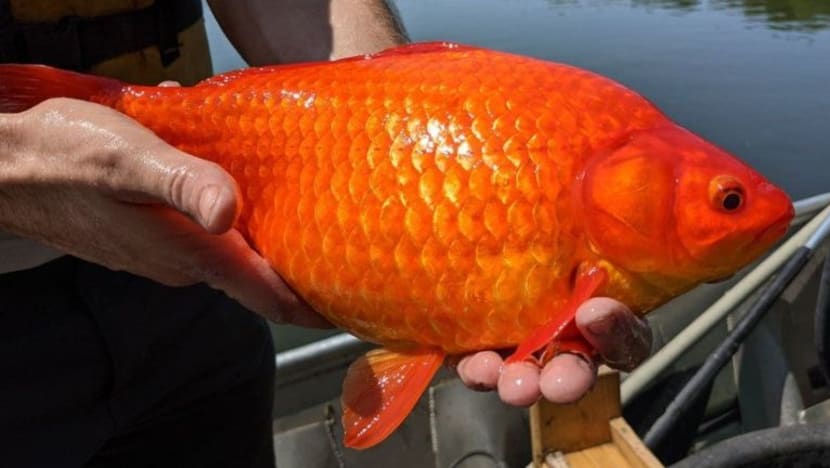 Ikan emas 'gergasi' ditemui di tasik Amerika Syarikat; cetuskan amaran jangan lepaskan ikan peliharaan sembarangan Ikan emas 'gergasi' ditemui di tasik Amerika Syarikat; cetuskan amaran jangan lepaskan ikan peliharaan sembarangan