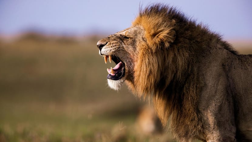 Lions maul zookeeper to death at Thai safari park Lions maul zookeeper to death at Thai safari park
