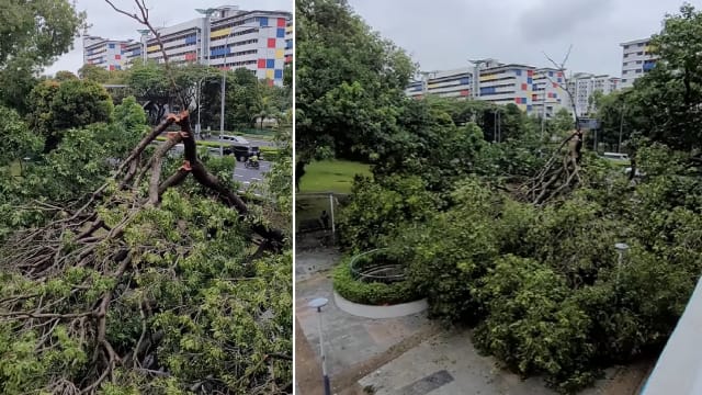 连日强风豪雨！本地又一起树倒事件