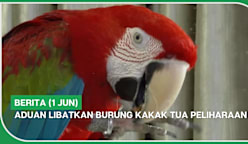 BERITA (1 Jun) | Aduan libatkan burung kakak tua peliharaan