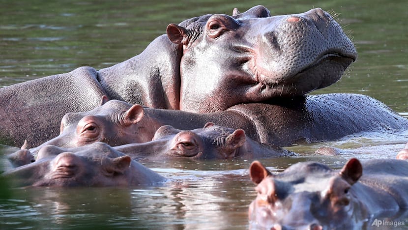 Indian billionaire's son offers home for Escobar's hippos