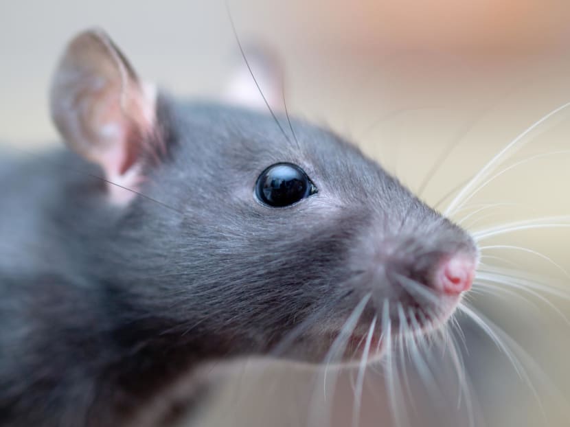 Explainer: What is causing growing rat infestations in S'pore, and what can be done? Explainer: What is causing growing rat infestations in S'pore, and what can be done?