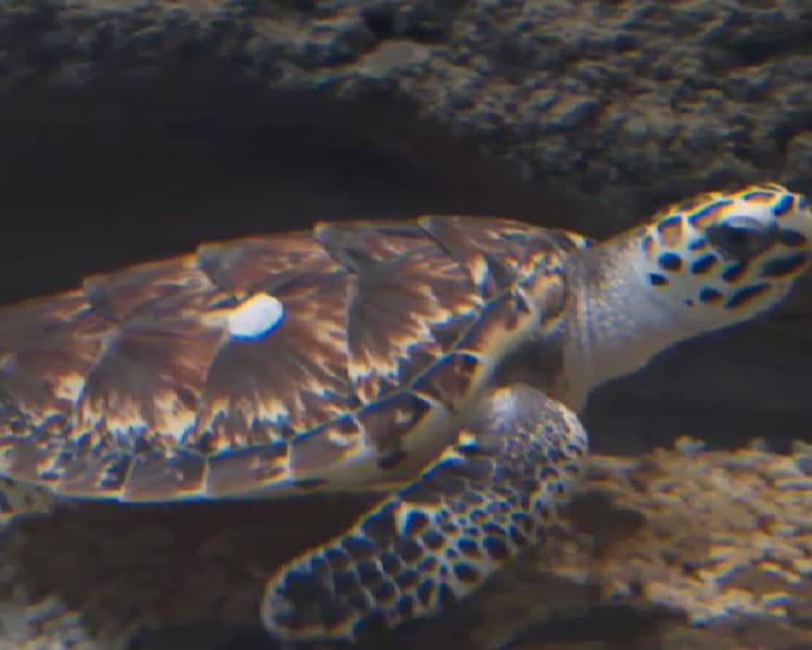 8 hawksbill turtles under specialist care in Singapore conservation programme