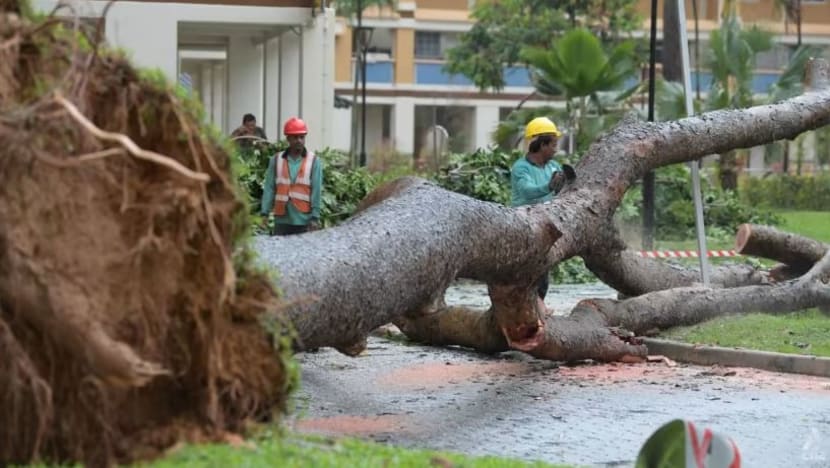 Hujan lebat cetus amaran banjir kilat, pokok tumbang di Tampines Hujan lebat cetus amaran banjir kilat, pokok tumbang di Tampines