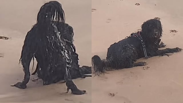沙滩出现黑色不明生物？网民：吓得我心脏病发！