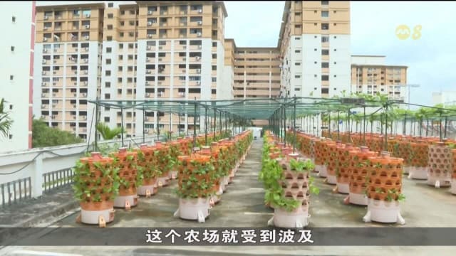 酷暑难耐 影响蔬菜种植和工人 商家投入更多资金做足应对措施