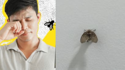 Man Swats Drain Fly Then Rubs Eye, Ends Up Losing An Eyeball To Severe Infection
