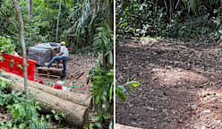 Contractor, supervisor get conditional warning over Lower Peirce Reservoir tree clearance: NParks