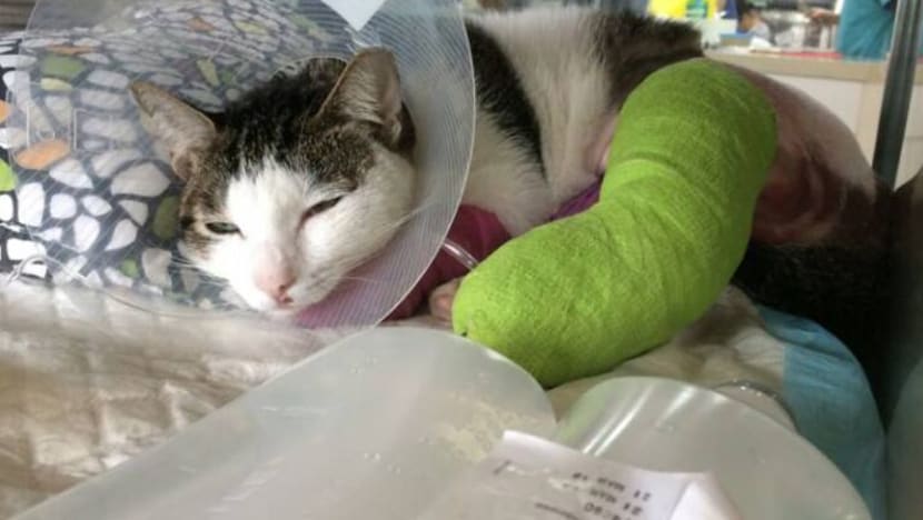 Man charged with throwing cat down 13 floors