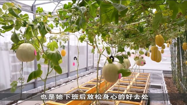 越南屋顶花园渐成风潮 带动家庭园艺景观设计市场