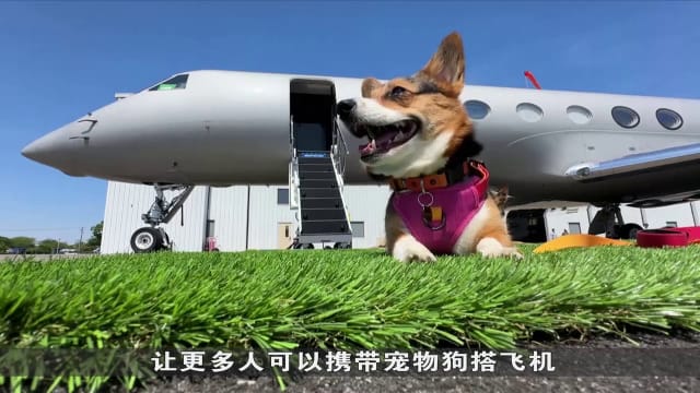 狮城有约 | 国际专题：航空业复苏 载人载狗均受欢迎