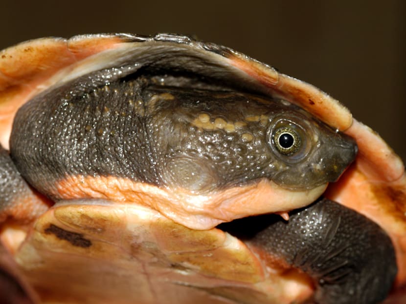 An undated handout photo released on February 16, 2016, shows a new species of freshwater turtle discovered in Papua New Guinea, researchers from the University of Canberra said. The new turtle is one of three distantly-related species found on New Guinea island. Photo: AFP