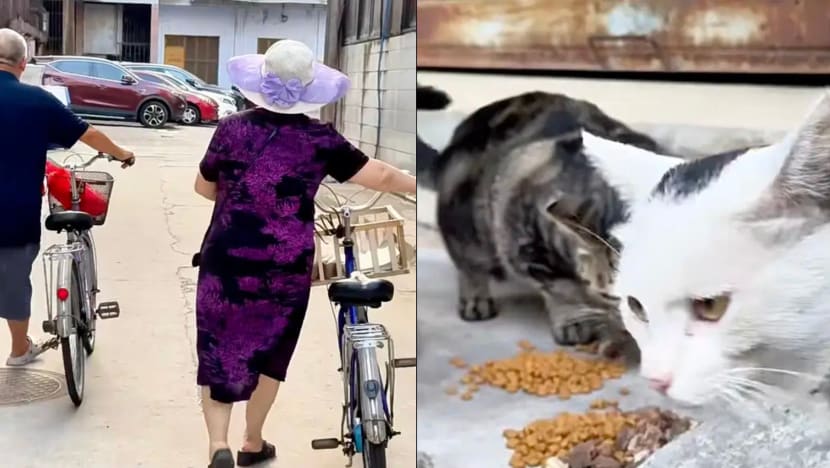 Elderly Couple In China Spends Entire Retirement Savings To Care For Stray Animals Elderly Couple In China Spends Entire Retirement Savings To Care For Stray Animals