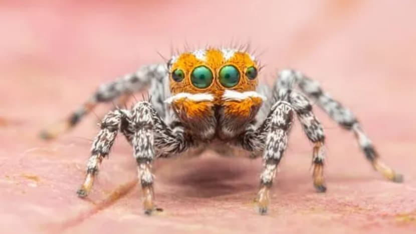 Gambar Pilihan Hari Ini