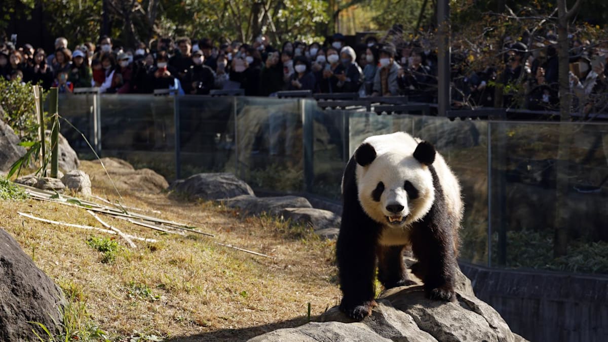 Japan’s only two pandas to be sent back to China: Reports