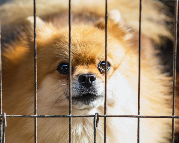 AVS seeks public feedback before finalising stricter rules for dog breeders and pet boarders
