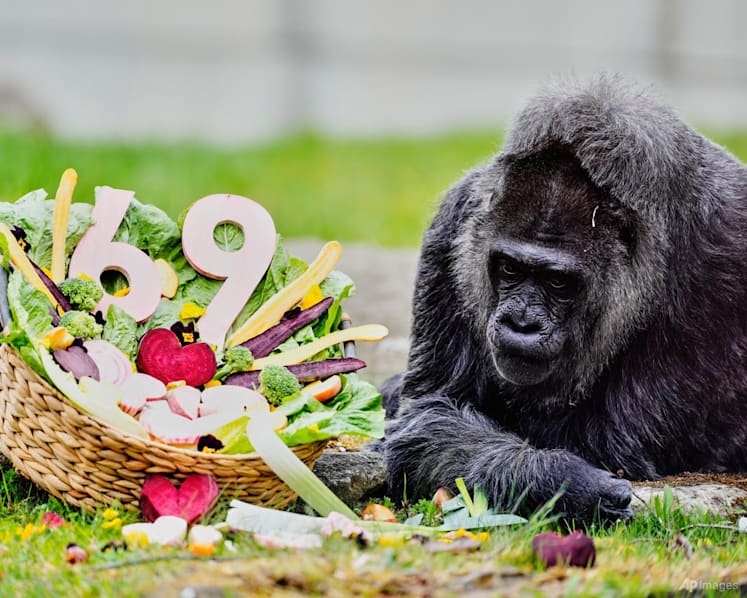 Happy 69th birthday to Fatou, the world's oldest gorilla living in captivity