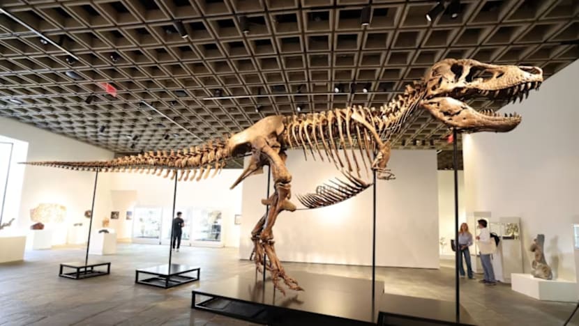 உலகின் ஆக அதிக மதிப்புள்ள T-Rex எலும்புக்கூடு