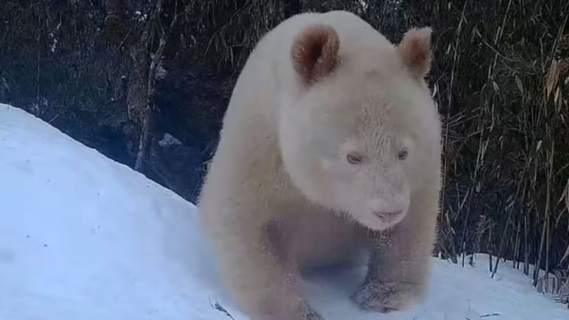 Panda gergasi albino yang jarang ditemui sekali lagi dilihat di China