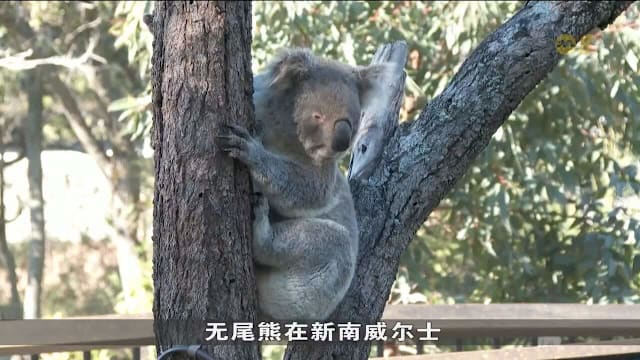 澳洲成立无尾熊国家公园 逾300名林业工人受影响