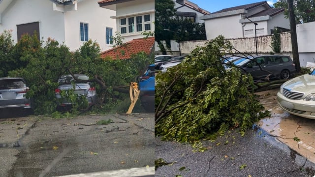 实龙岗花园熟食中心 数棵树木倒下砸多车
