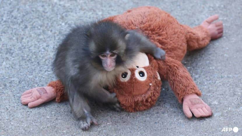 Fans flock to Japan zoo to see viral baby monkey Punch - CNA