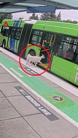 Goat outta here: Runaway animals try to board bus in US