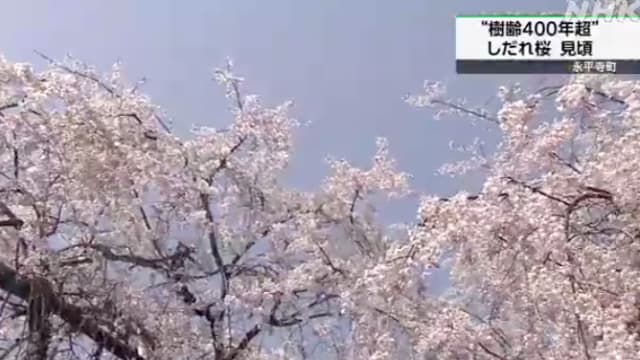 曾两次遇火劫 日本400岁樱花树盛开迎客