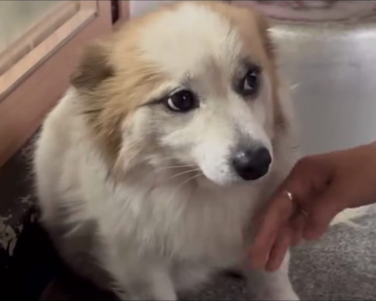 Pudding, the pet dog belonging to South Korean family in Jeju Air crash, rescued by animal rights group