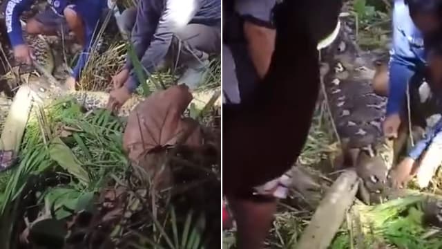 印尼六米巨蟒腹部肿胀 村民剖开蛇腹惊见女尸