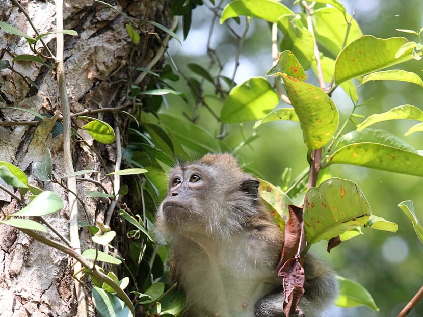 Behaviour modification proposed as solution to macaque problem