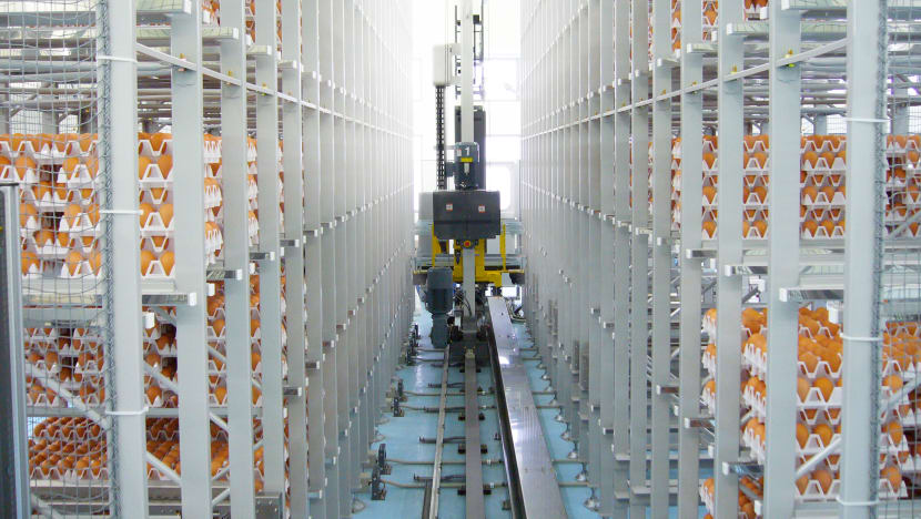 Top Japanese egg producer to set up S$100m farm in Singapore, boosting local production to meet half of domestic demand