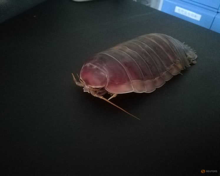 Deep-sea denizens go years without food with clever biological fix