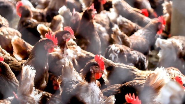 世卫促全球加强H5N1禽流感监测