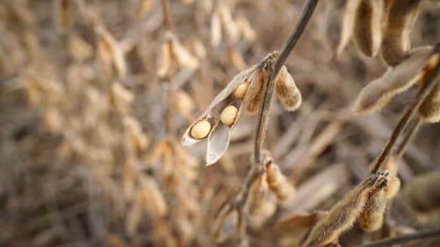 特朗普：相信中美能就大豆达成贸易协议