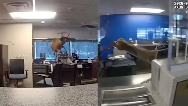 银行警报大作 美警到场发现“意外闯入者”