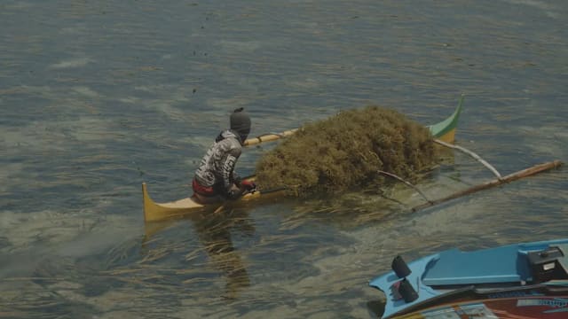 焦点 | 海藻养活几代人 年轻人却想离开