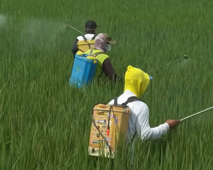 Indonesia’s rice farmers test climate-friendly methods that cuts methane emissions, raises yields 