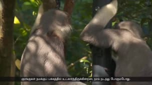 அமைதியும் அழகும் நிறைந்த புதிய Rainforest Wild Asia பூங்கா திறப்பு