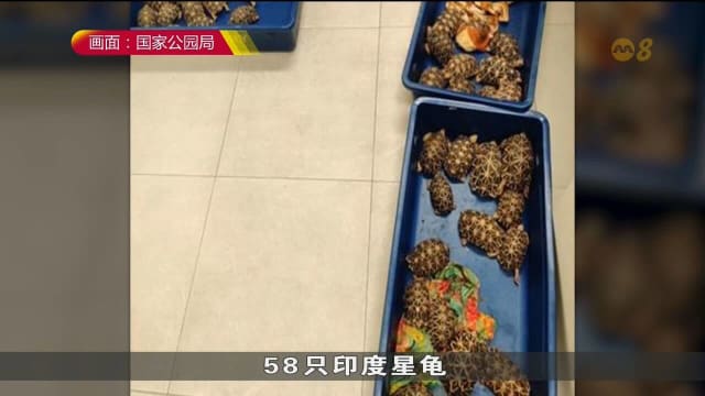 本地今年首四个月破获八起动物走私案 去年全年达42起