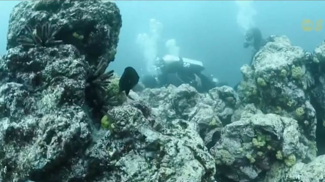 《公海条约》正式生效 保护国际水域海洋生态